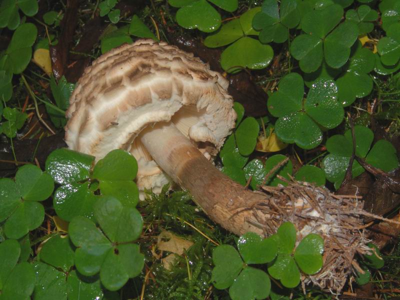 Funghi d'' oltre Manica